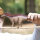 Schleich Dinosaurier Amargasaurus