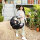 Joie Signature i-Size Babyschale i-Jemini Pine